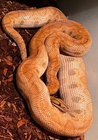 Peach female 3 November 3 2021