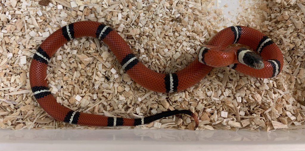 Normal Sinaloan Milk Snake by BHB Reptiles