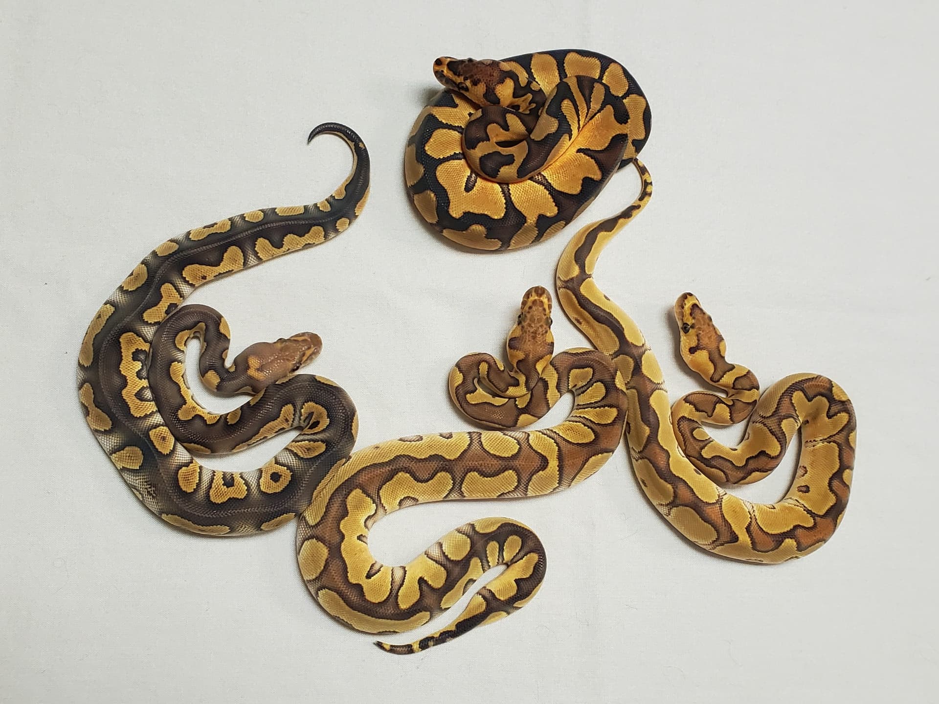 Comparative Pictures of Stacking Genes - Ball Pythons - MorphMarket ...