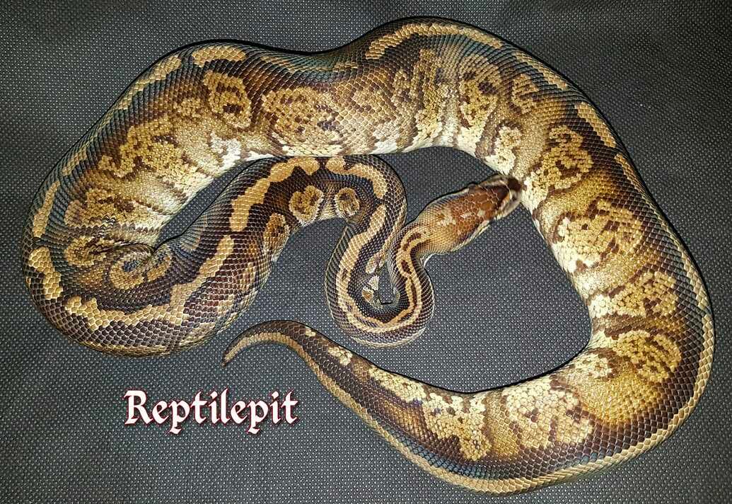 Original Bambino Male from Africa by Reptilepit Intl Ltd