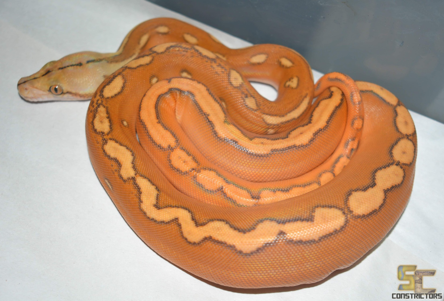 Sunfire OGS Ph Purple Reticulated Python by SCConstrictors