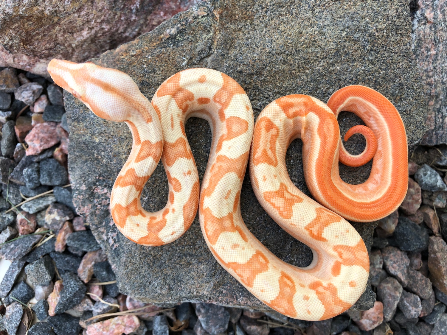 Sunglow Jungle Motley Pos Het Anery Boa Constrictor by Twisted Genetics