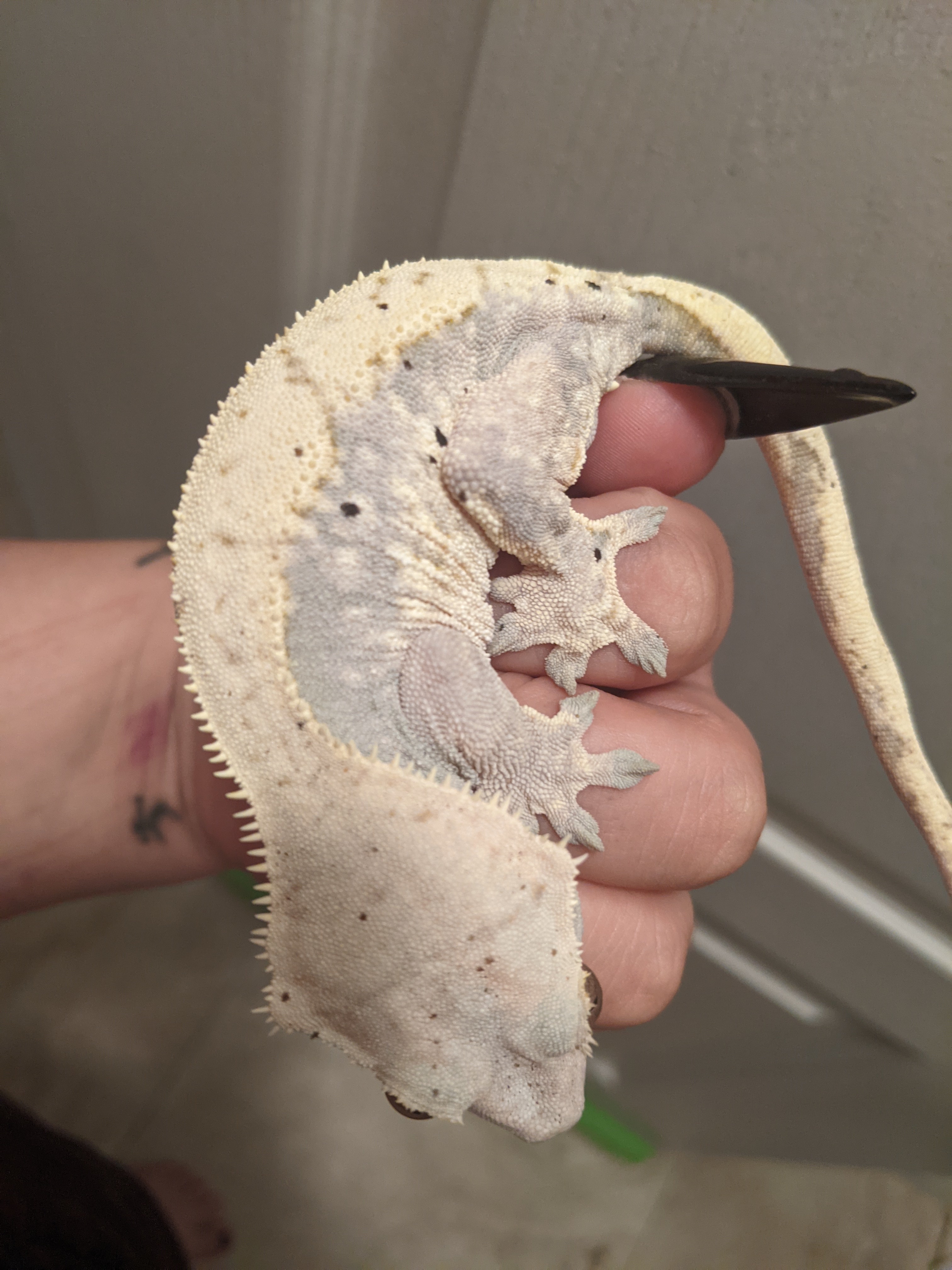Proven Lavender Female Crested Gecko by 𝕲𝖔T𝖍𝖎𝖈𝖈_𝕲𝖊𝖈𝖐os