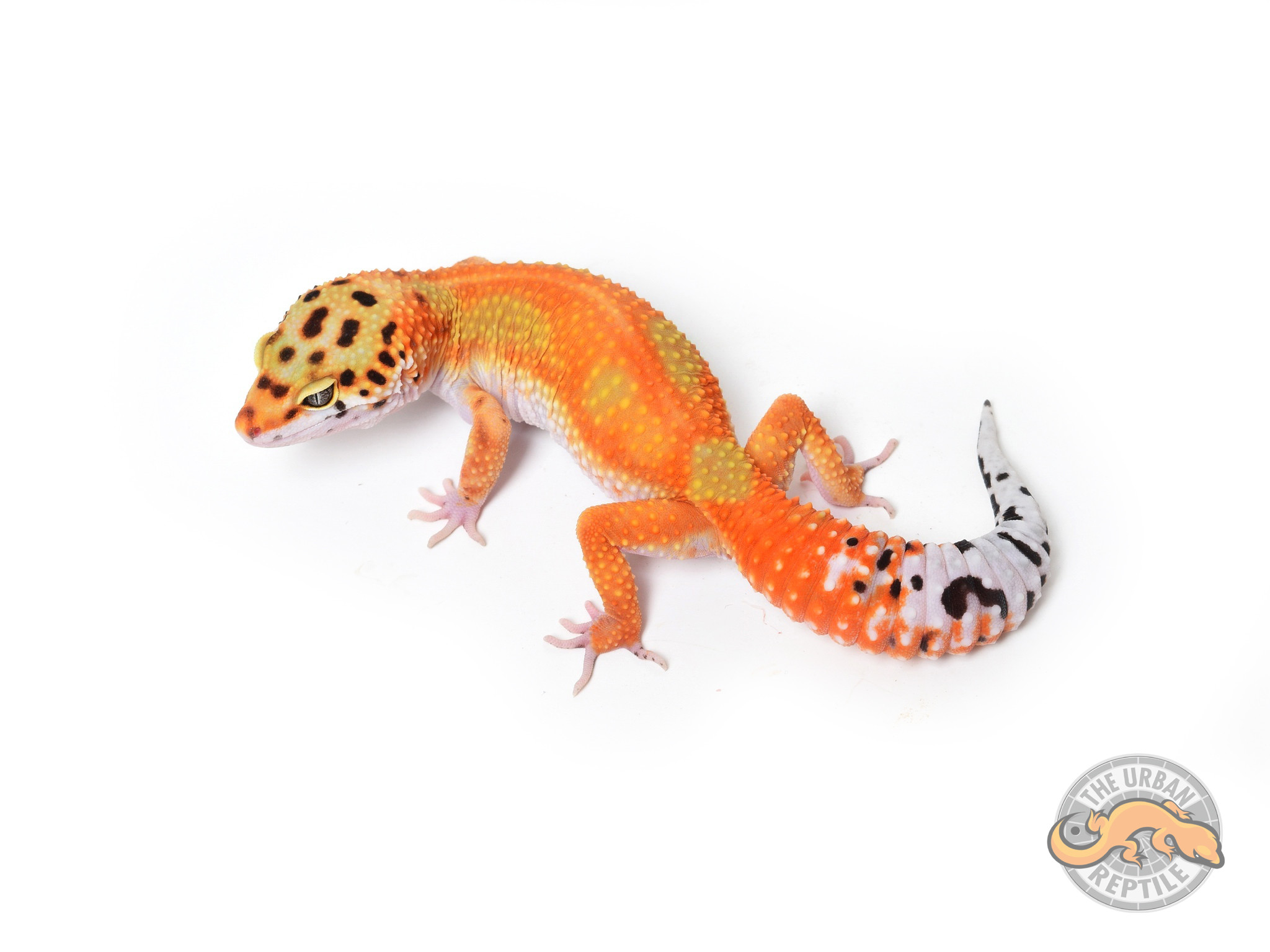 Blood Emerine Leopard Gecko by The Urban Reptile