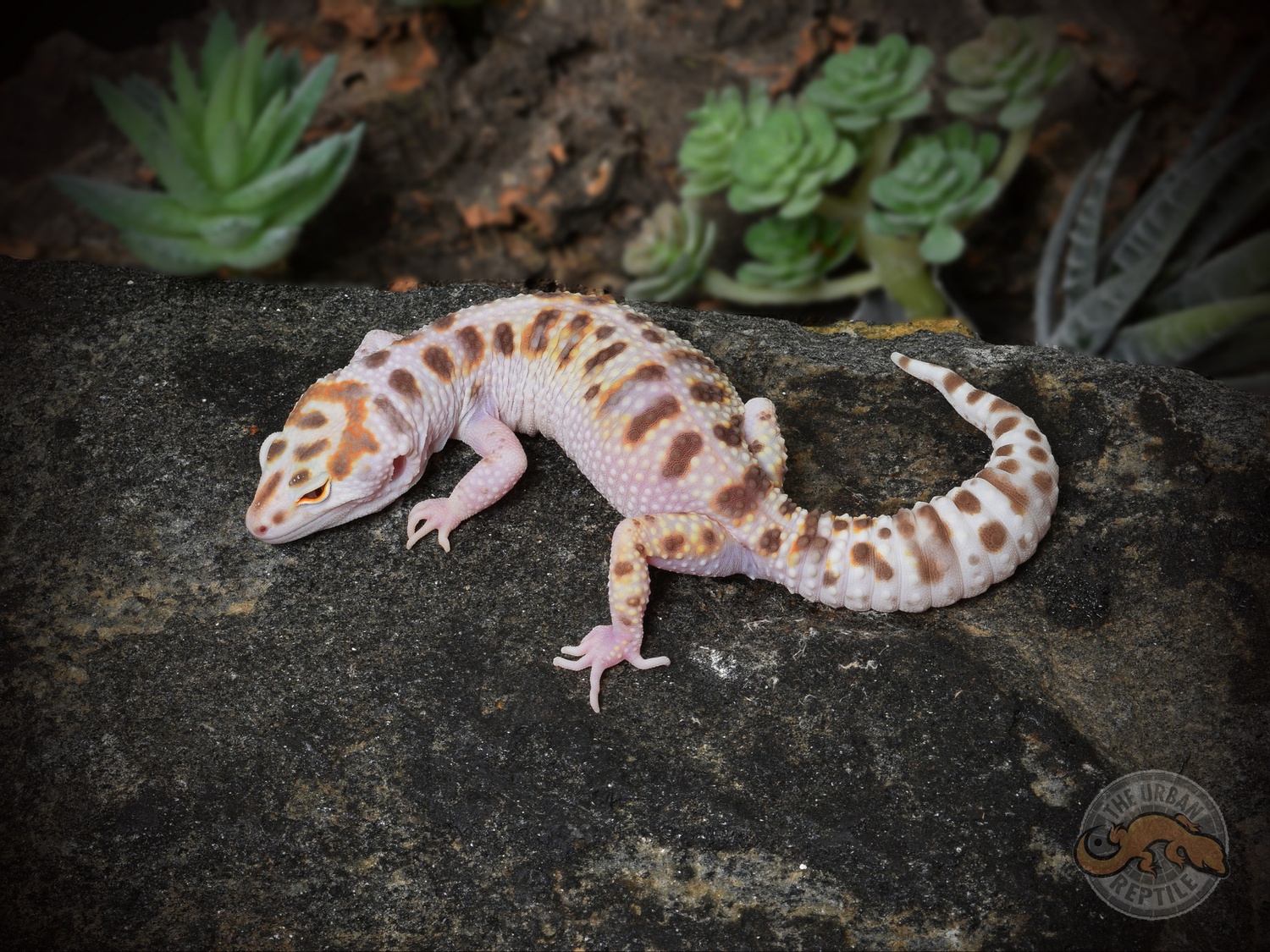 White & Yellow TUG Snow Bell Albino Leopard Gecko by The Urban Reptile