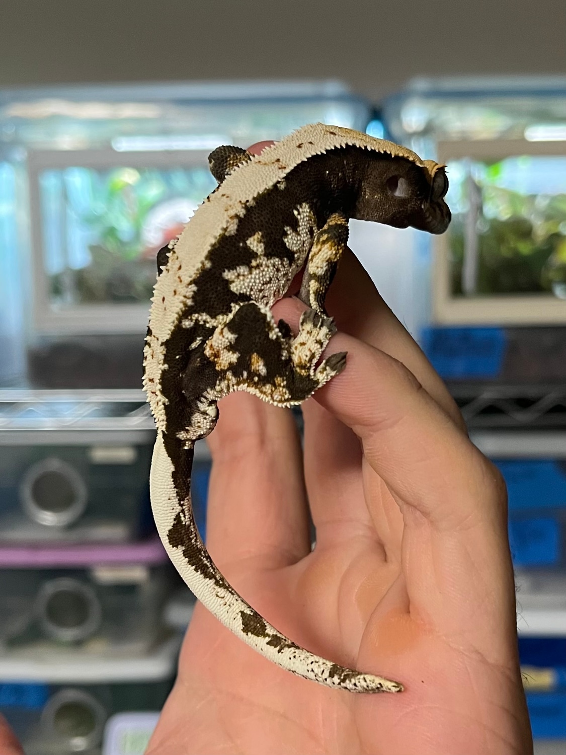 High White Crested Gecko by New Creature Reptiles