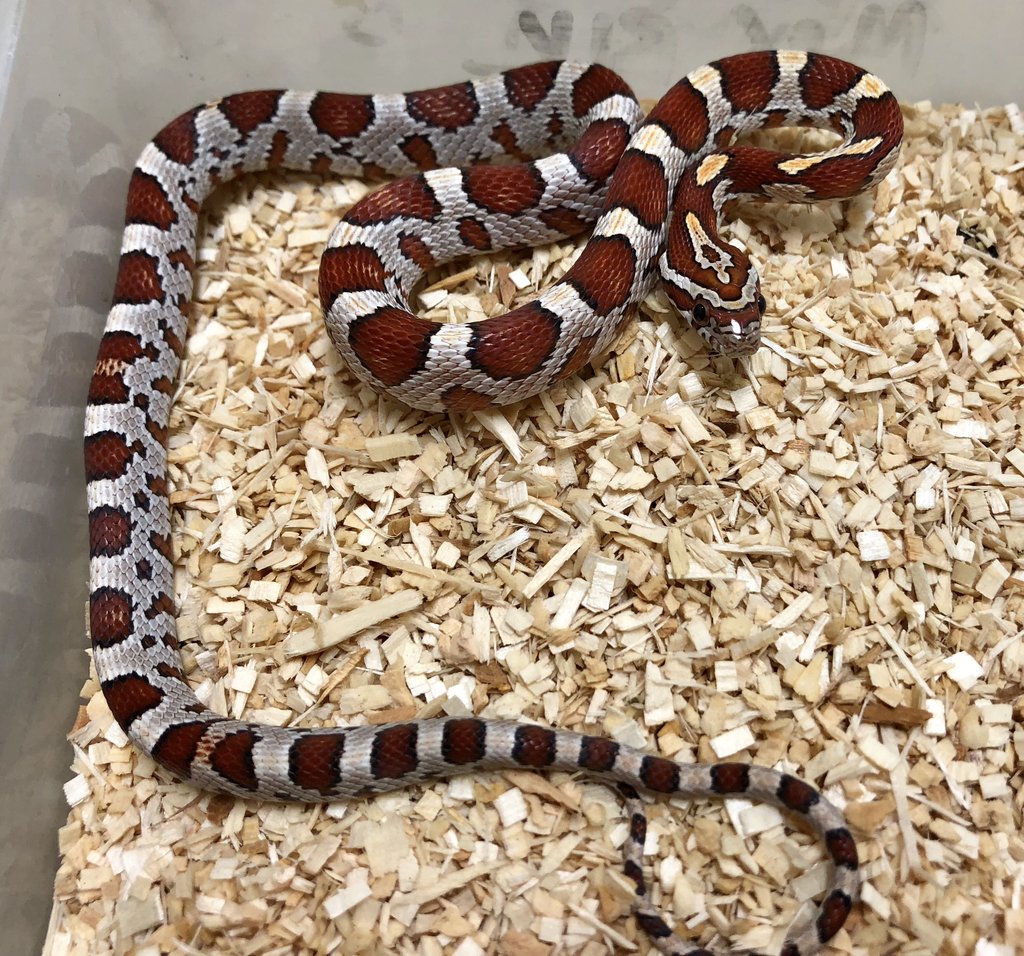 Miami Corn Snake by BHB Reptiles