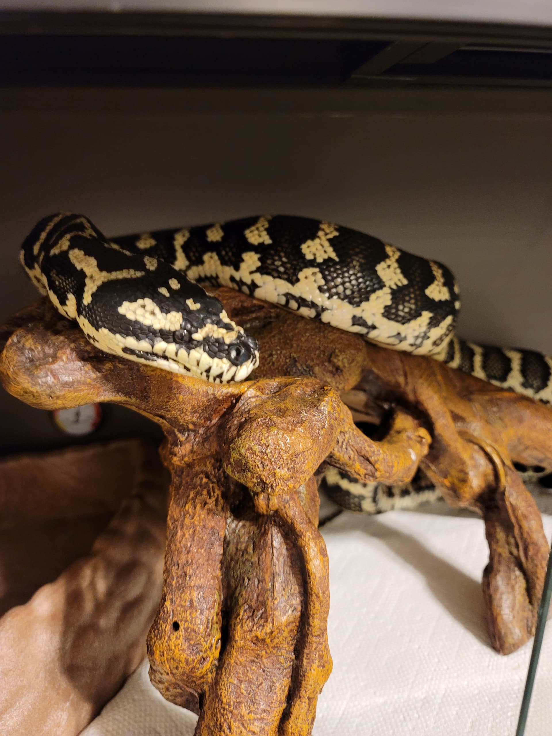 What A Cool Rescue Story! - All Reptiles - MorphMarket Reptile Community