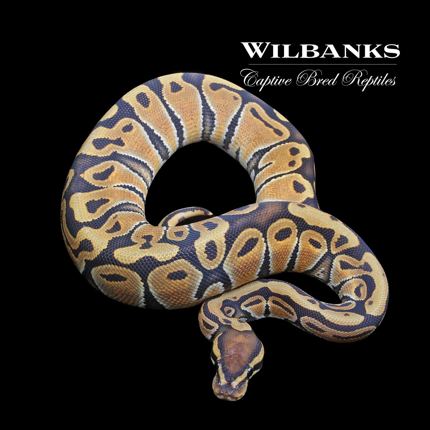 Orange Crush Ball Python by Wilbanks Captive Bred Reptiles