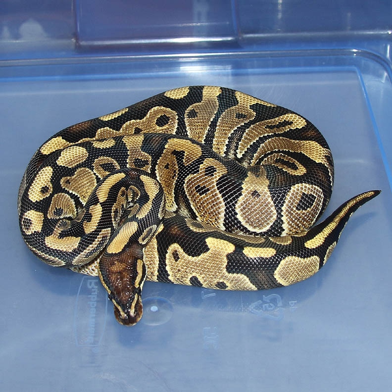 Gravel Ball Python by Corey Woods Reptile1