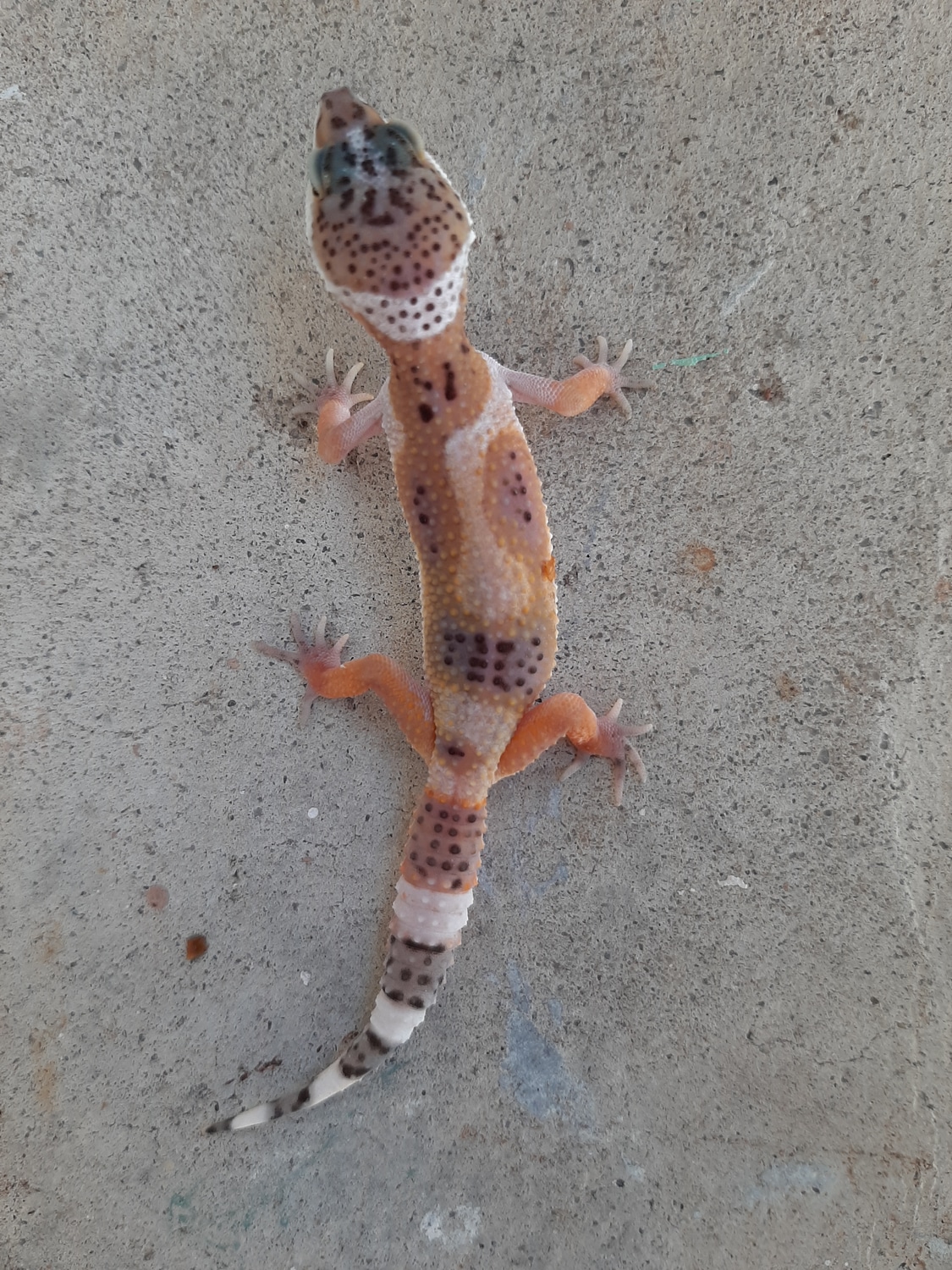 Black Night/Black Pearl/Charcoal/Inferno/Red Stripe Mack Snow Cross Ph Murphy Patternless Leopard Gecko by Scaled Art Reptiles