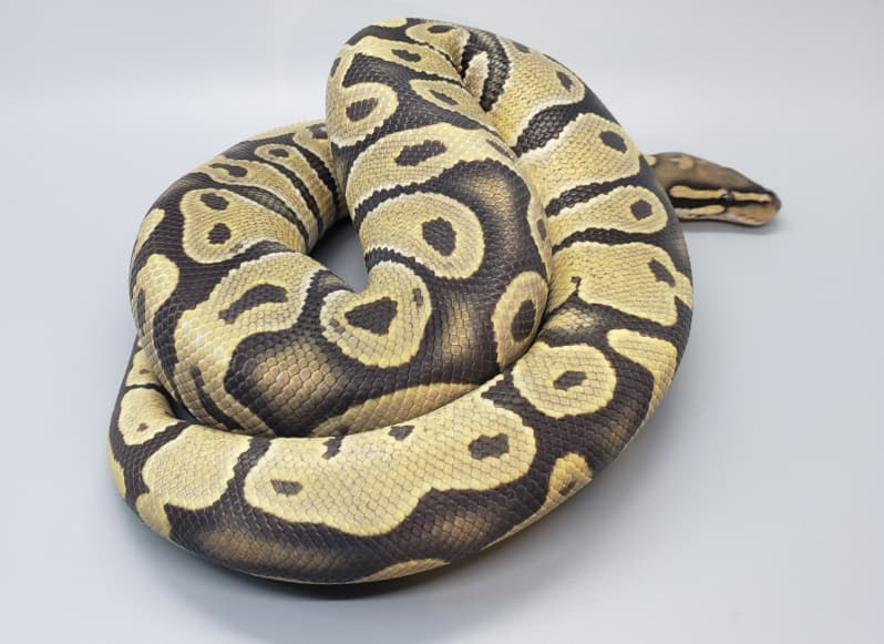 Vesper Ghost Ball Python by Morphed Ambitions