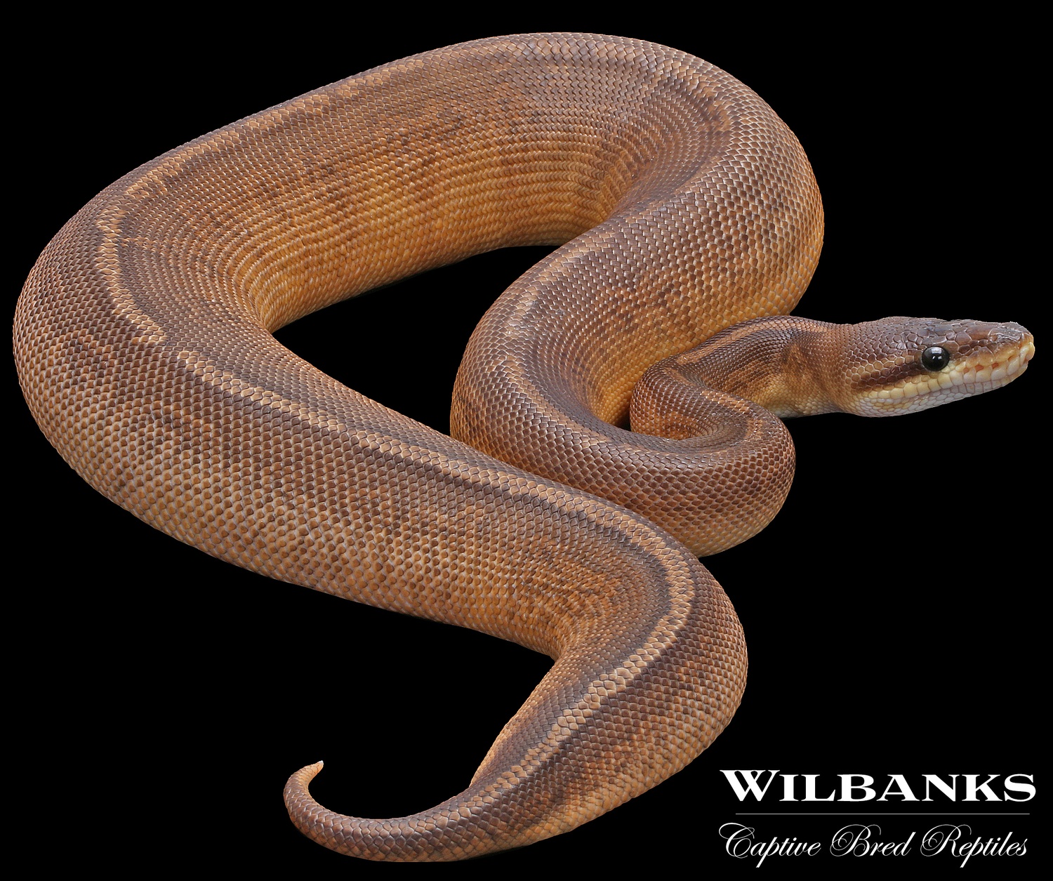 Sunset Black Pastel Ball Python by Wilbanks Captive Bred Reptiles
