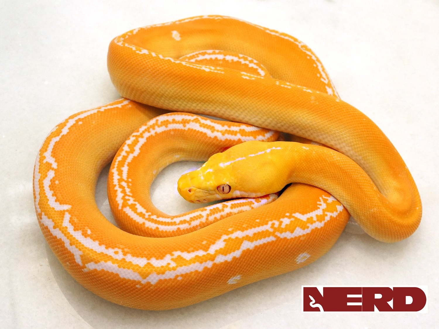 White Albino Goldenchild Poss Het Orange Ghost Stripe Reticulated Python by New England Reptile Distributors