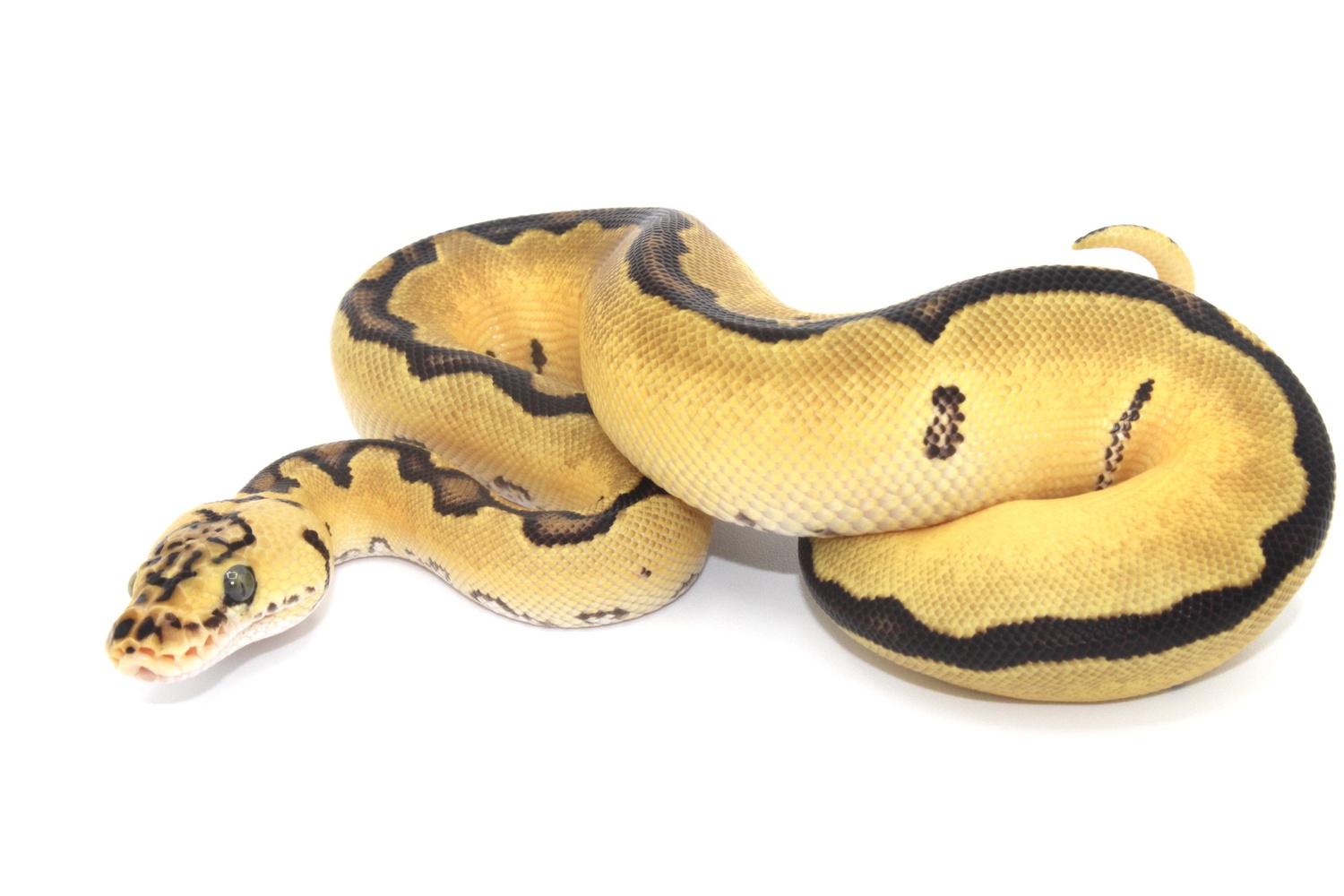 Pastel Jungle Woma Clown Ball Python by Beasties a pet store & more