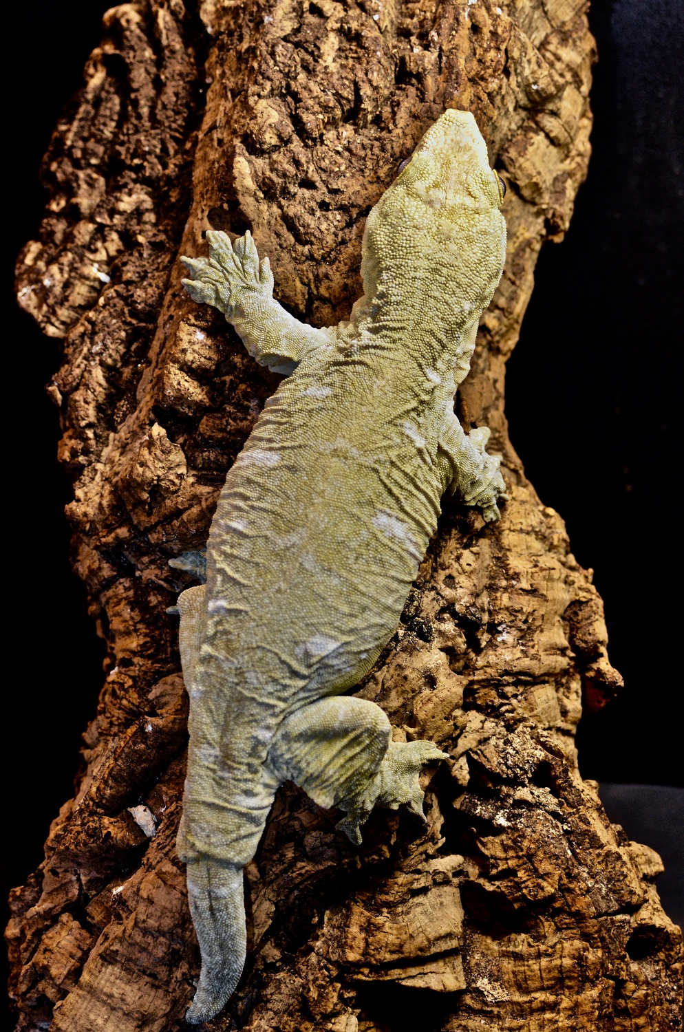 Yate Leachianus Gecko by The Barking Gecko