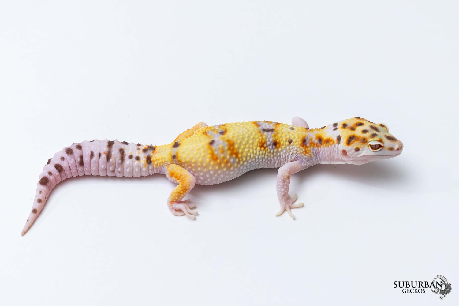 White And Yellow Gem Snow Bell Leopard Gecko by Suburban Geckos