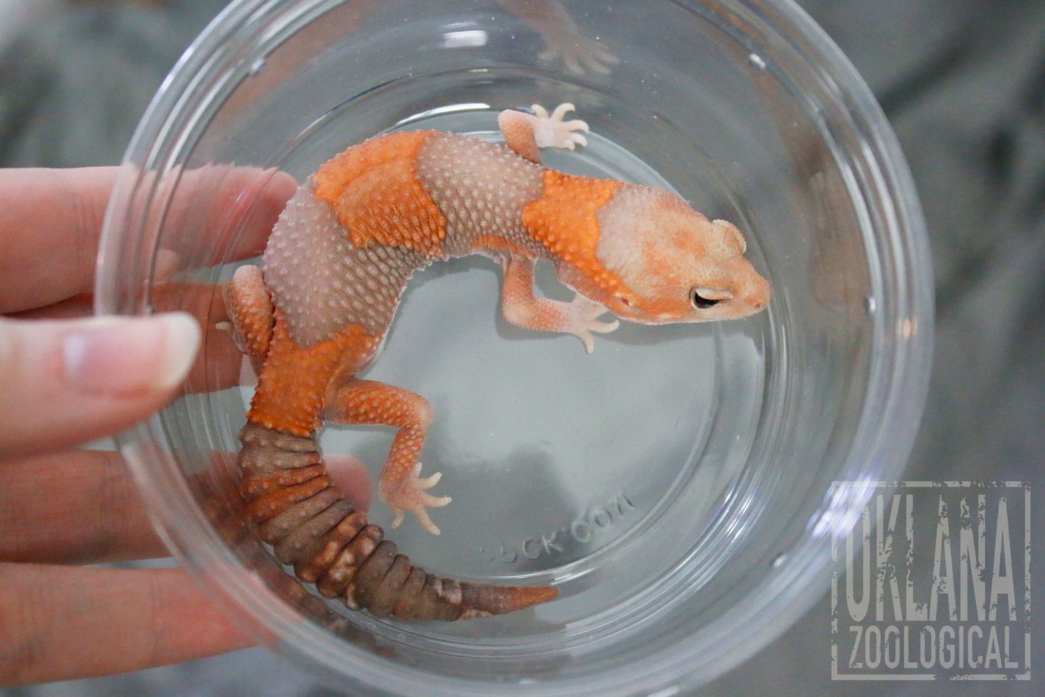 Tang Amel -- Subadult Male African Fat-Tailed Gecko by Oklana Zoological
