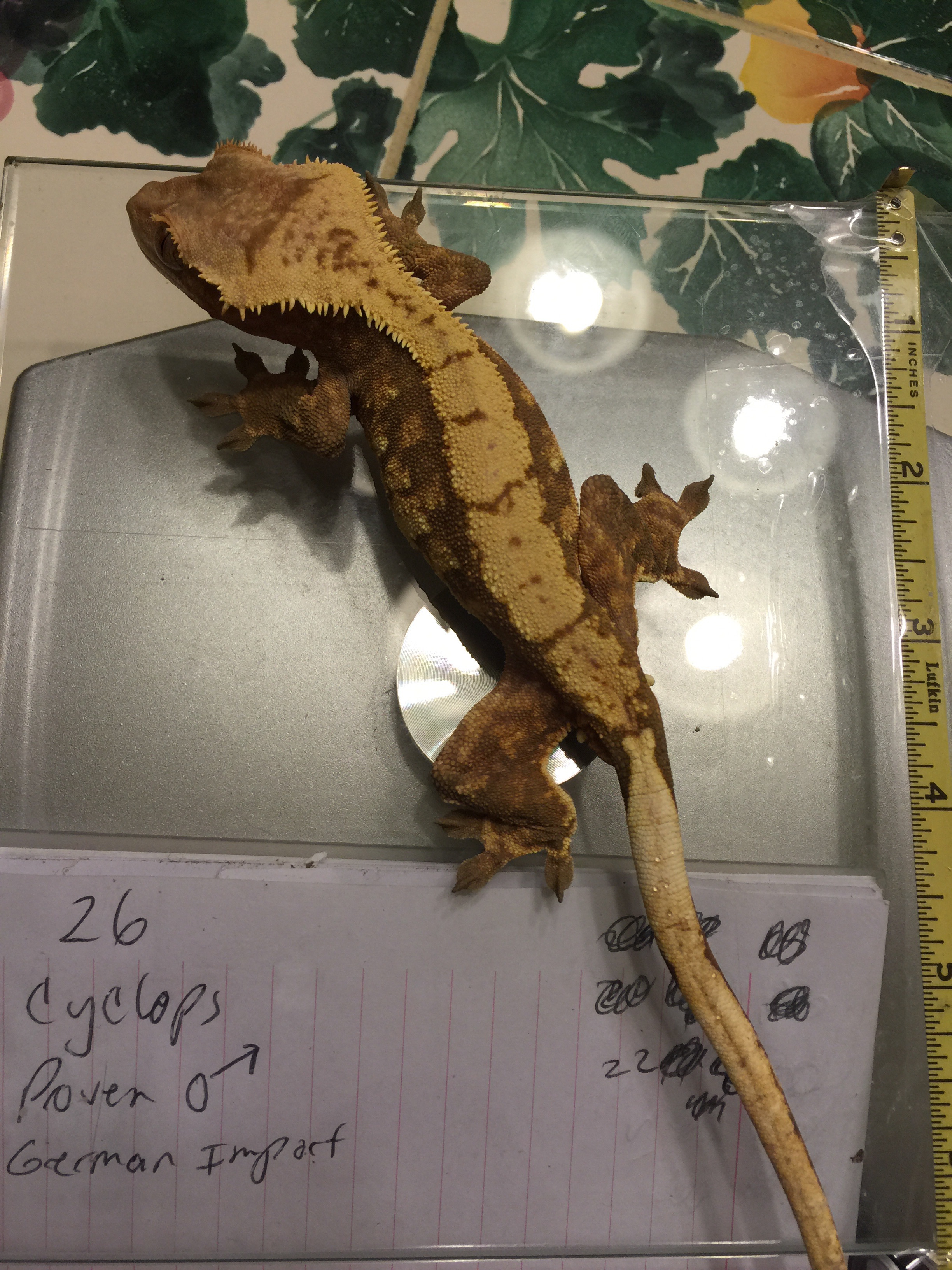 Import Male Crested Gecko by Mcclellanexotics
