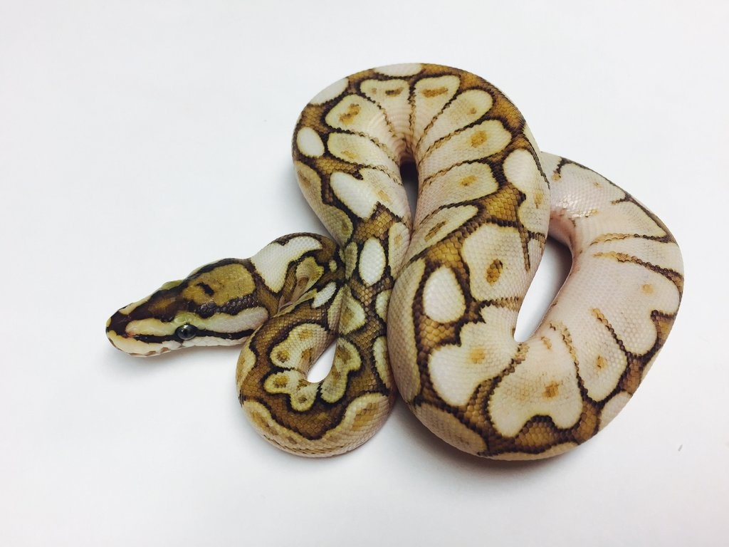 Queenbee Orange Dream Yellowbelly Ball Python by BHB Reptiles