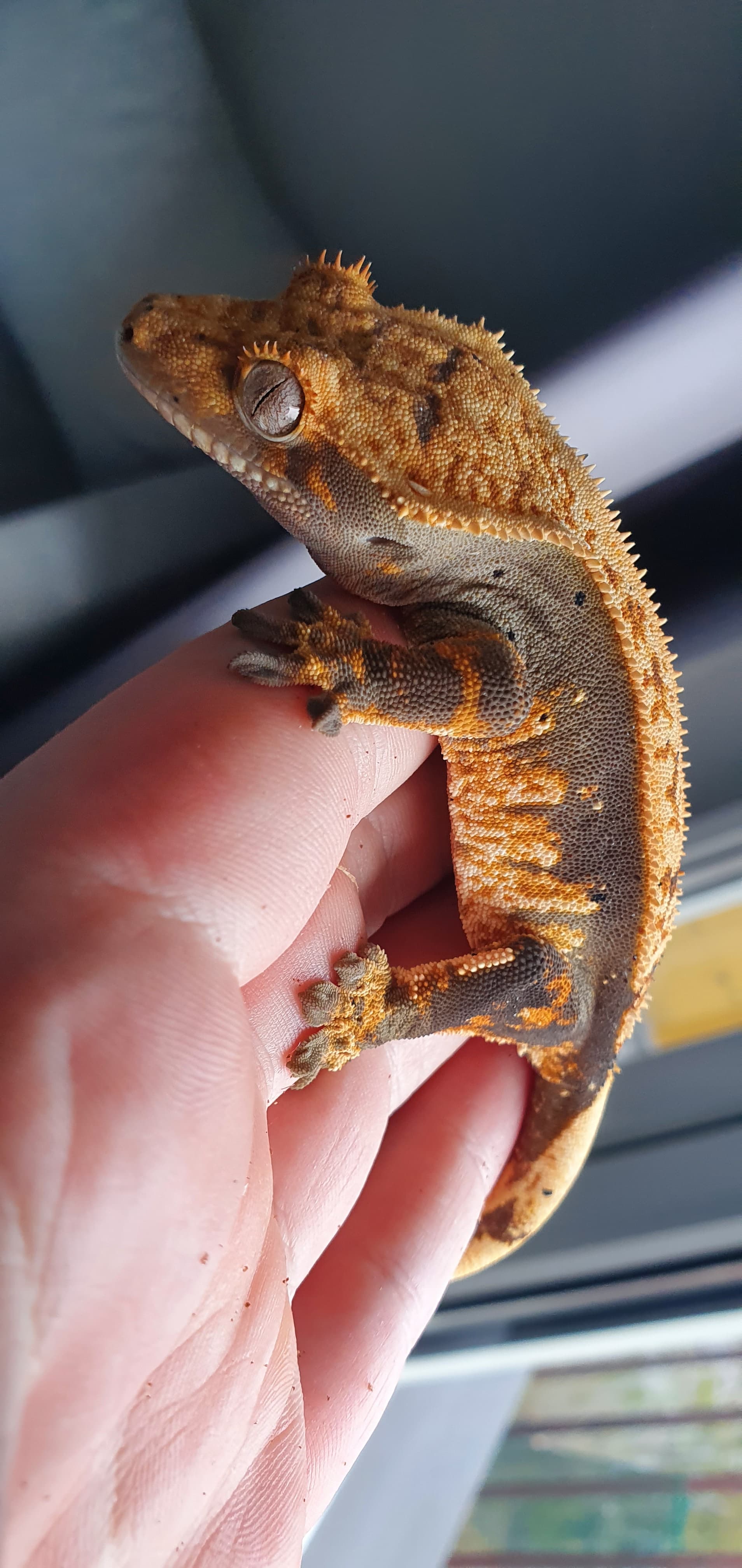 Please help with identification - Crested Geckos - MorphMarket Reptile ...
