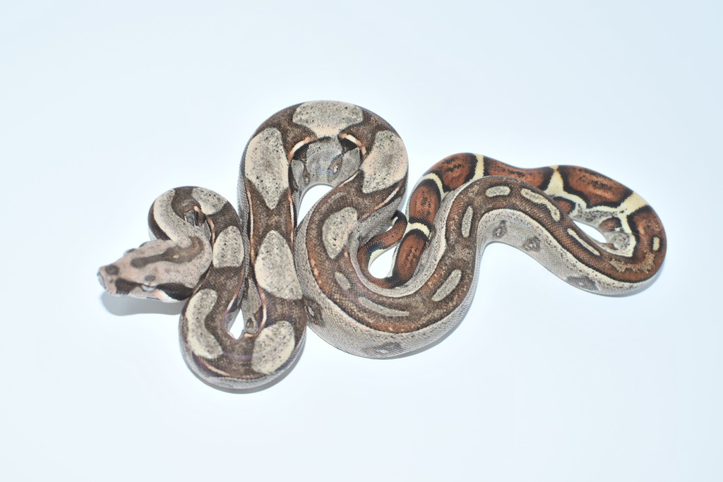 JUNGLE Boa Constrictor by Snakemansam