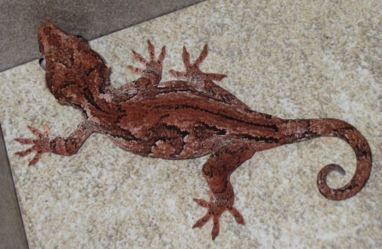 Red Based Mosaic Gargoyle Gecko by Appalachian Ectotherms