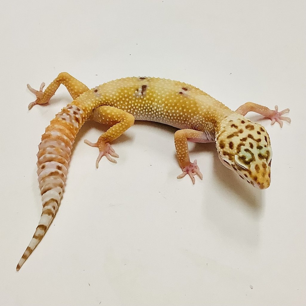 Hypo Albino Bell W/Y Leopard Gecko by BHB Reptiles