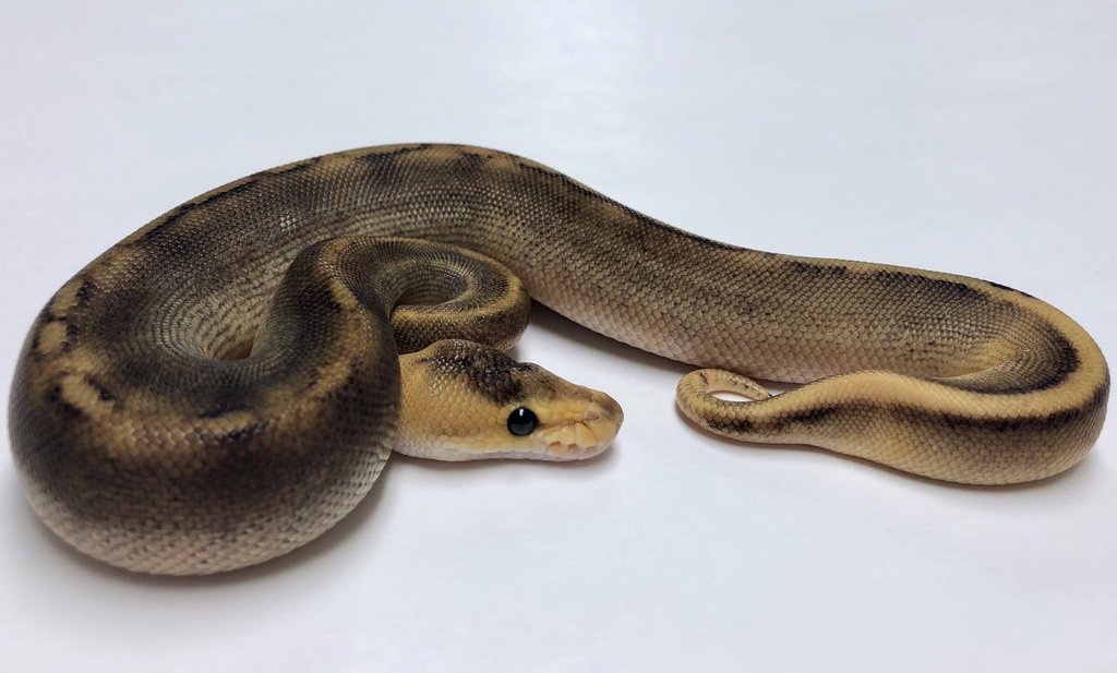 Champagne Ball Python by BHB Reptiles