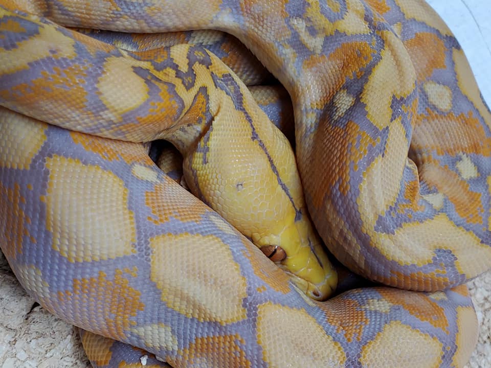 Purple Reticulated Python by Slither Exotics