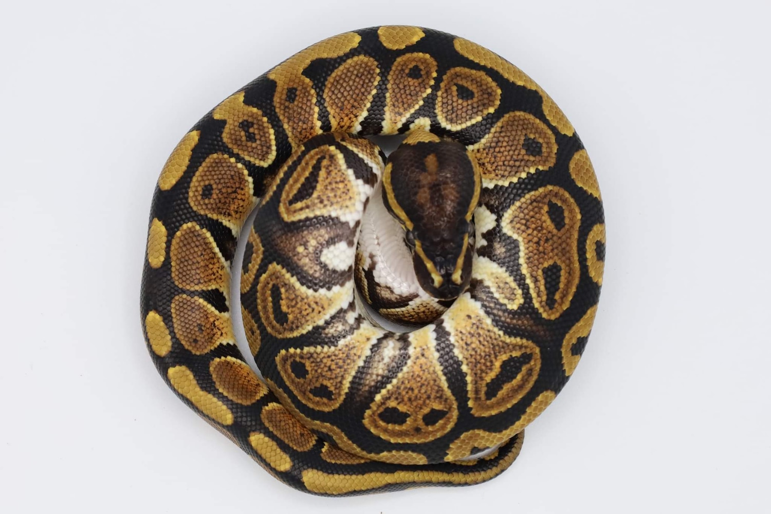 Special Ball Python by B&B Reptiles