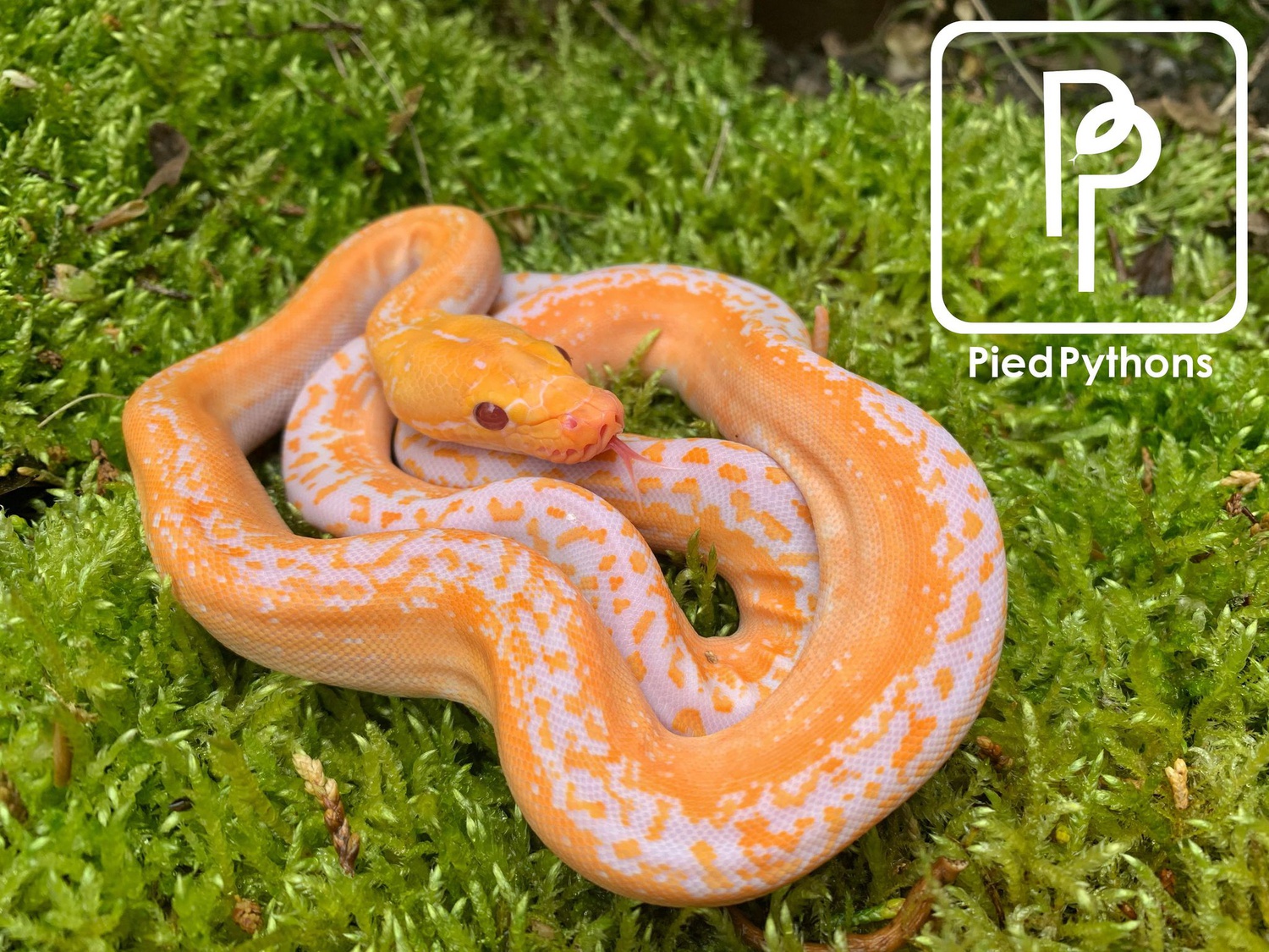 Albino Pied Reticulated Python by Pied Pythons