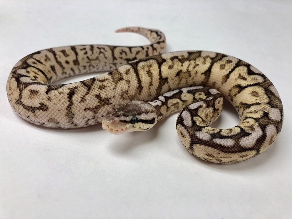 PewterBee Yellowbelly Ball Python by BHB Reptiles