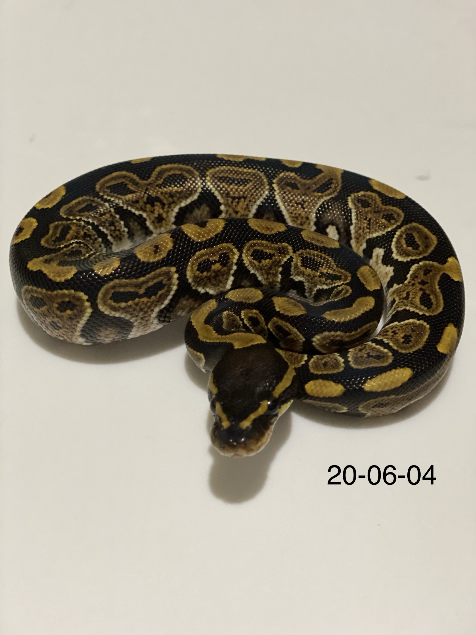 Quake Ball Python by From The Darkside