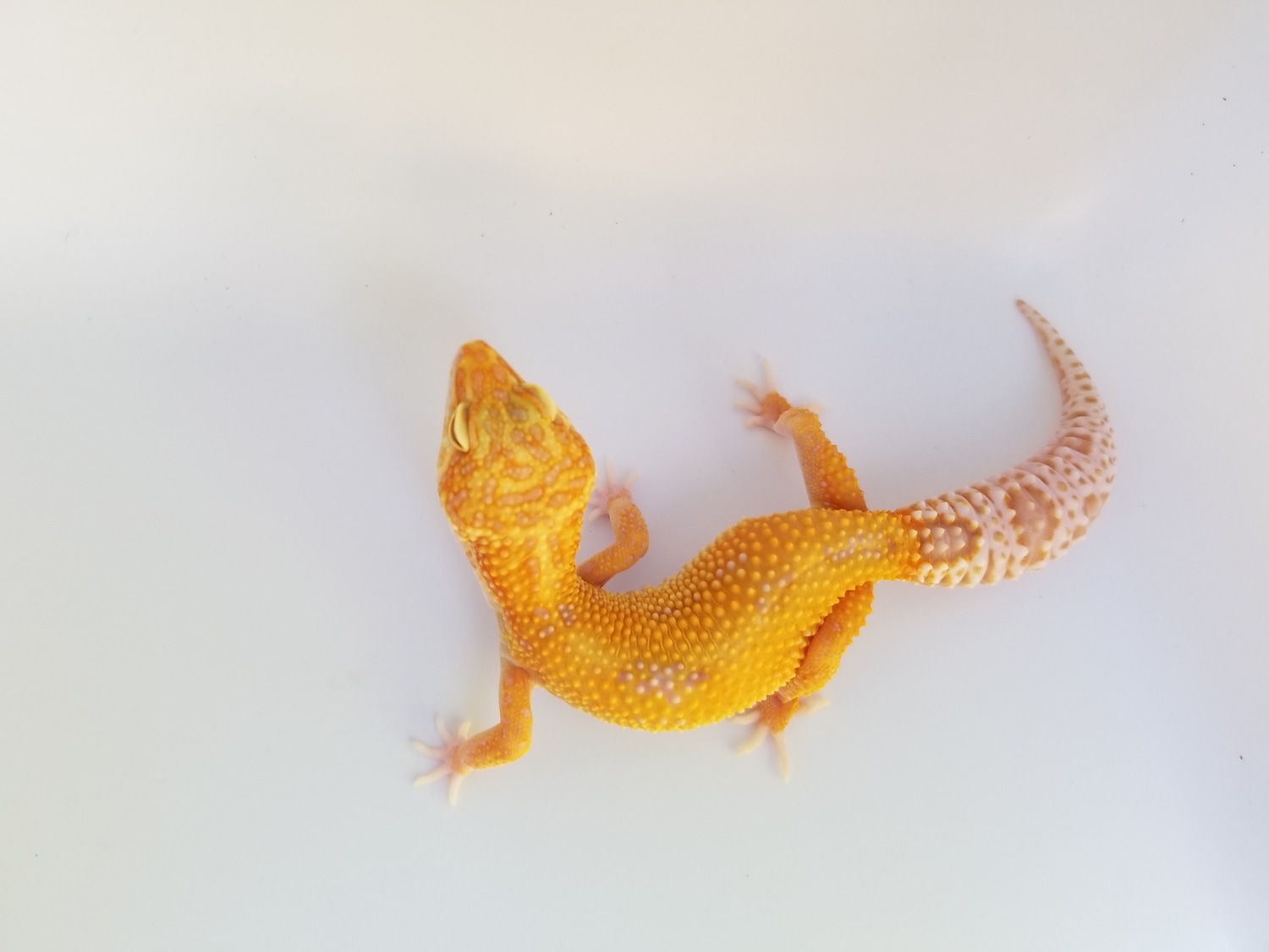 TSF Firewater Possible Giant Leopard Gecko by Midnight Exotics