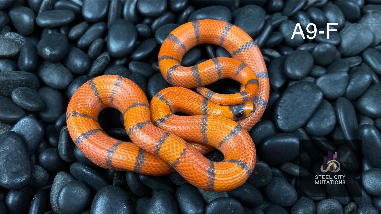 Light Hypo From Extreme Lineage 100% Het Anery Honduran Milk Snake by Steel City Mutations