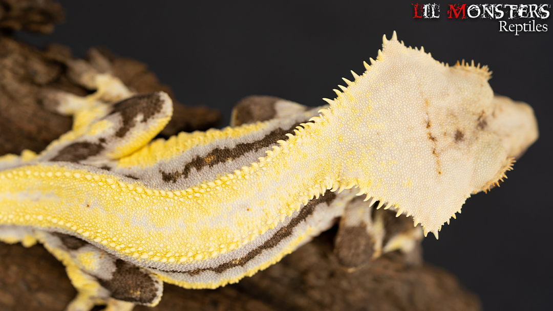 Beetlejuice the Lavender Yellow Lilly White by LIL MONSTER REPTILES