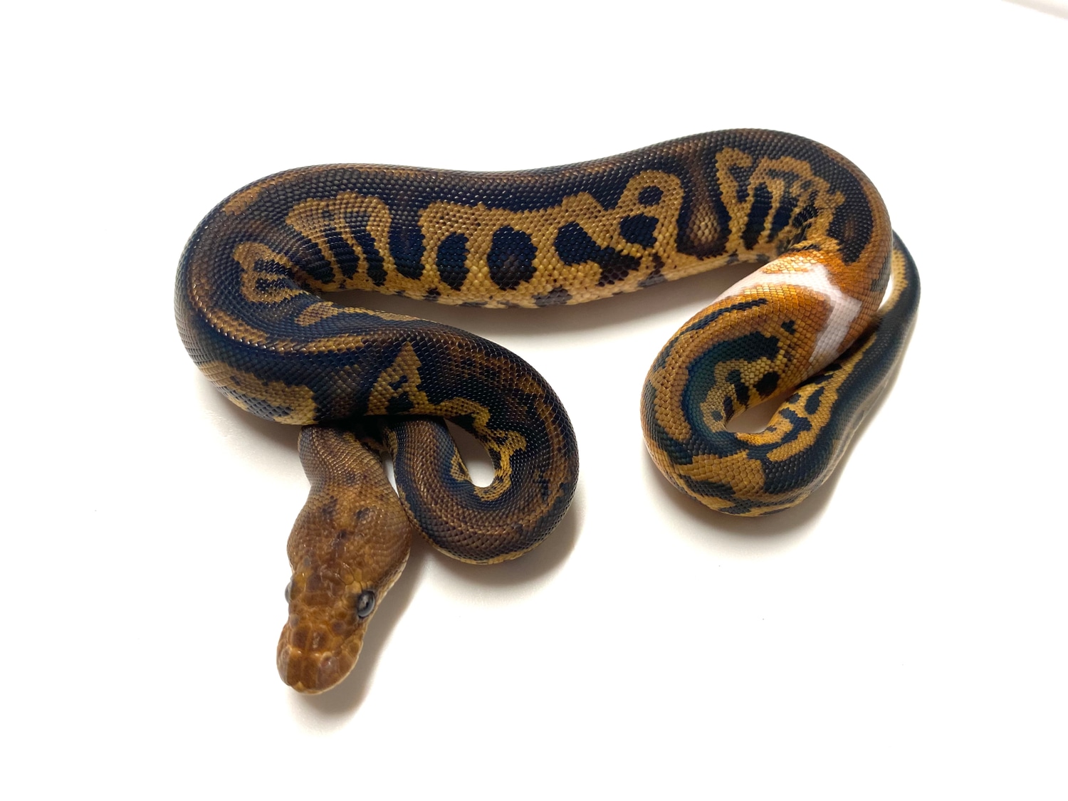 Stranger Leopard Clown Ball Python by Renowned Reptiles