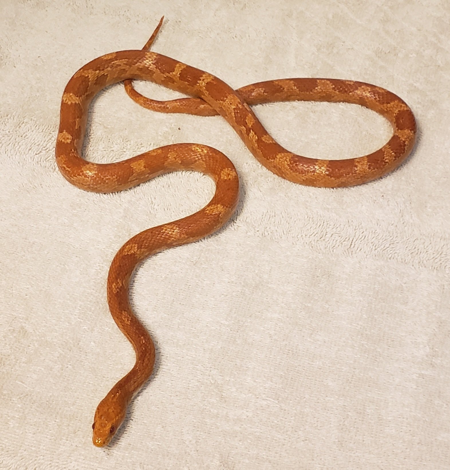Albino Corn Snake by Piedmont Reptile Rescue