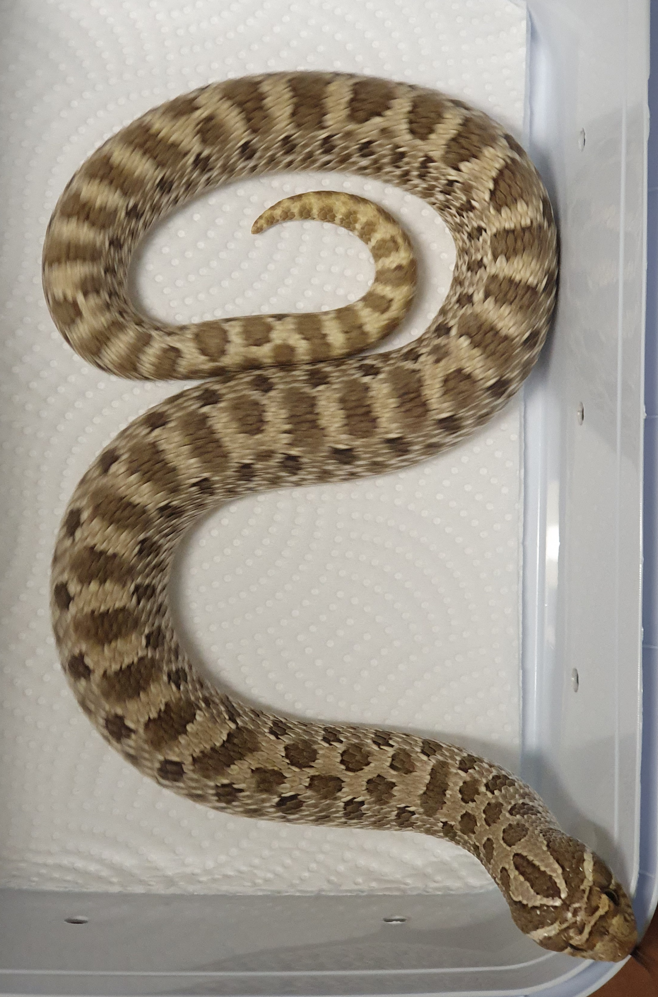 Normal Western Hognose by Macfie Ball Pythons