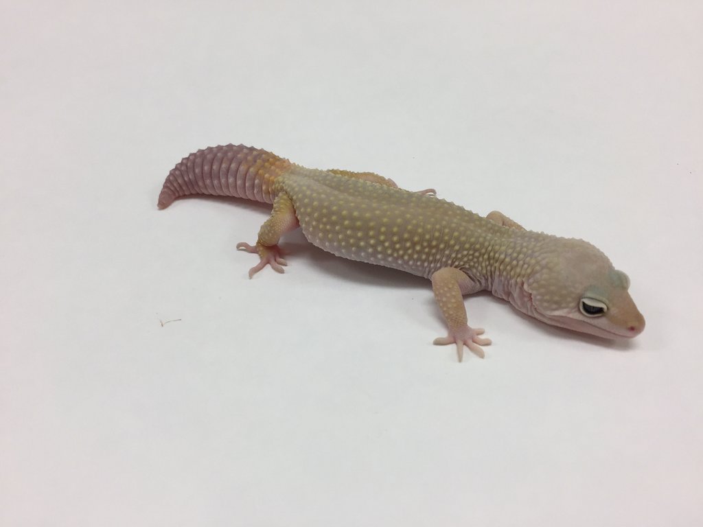 Murphy Patternless Leopard Gecko by BHB Reptiles
