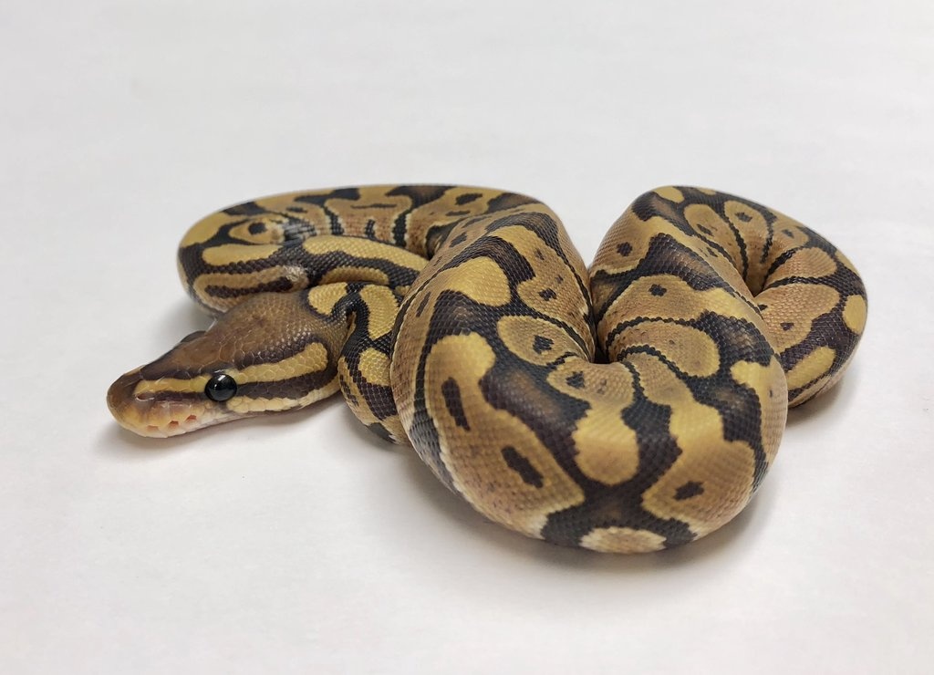 Ghost Ball Python by BHB Reptiles