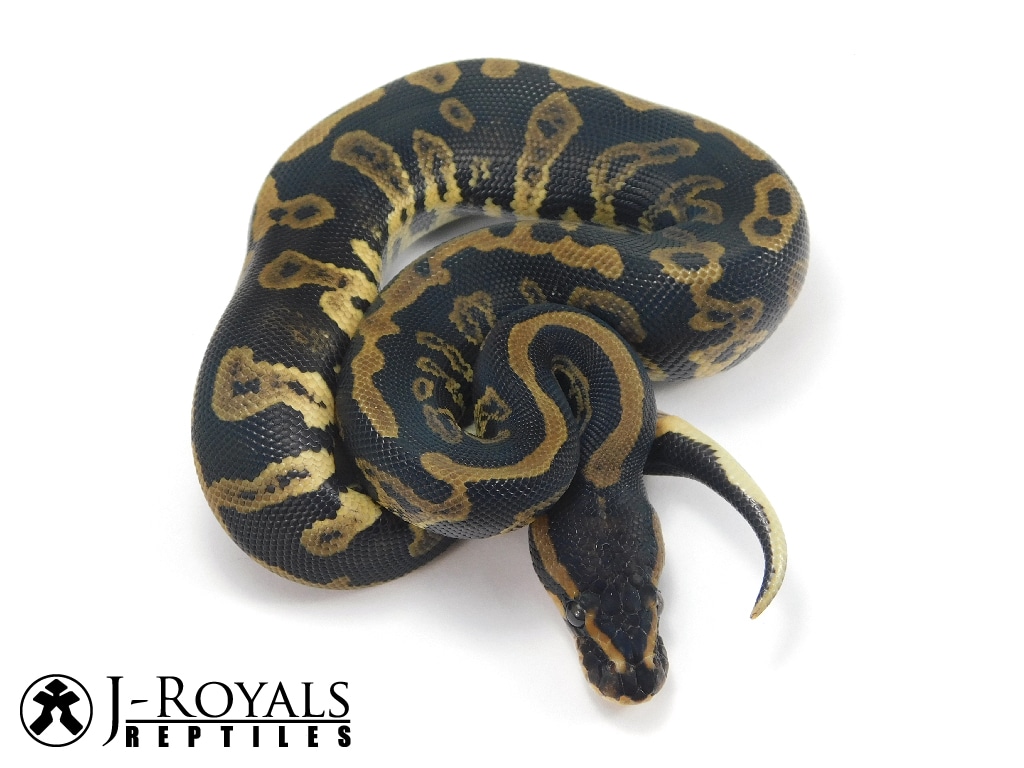 Skunk Ape Ball Python by J-Royals Reptiles