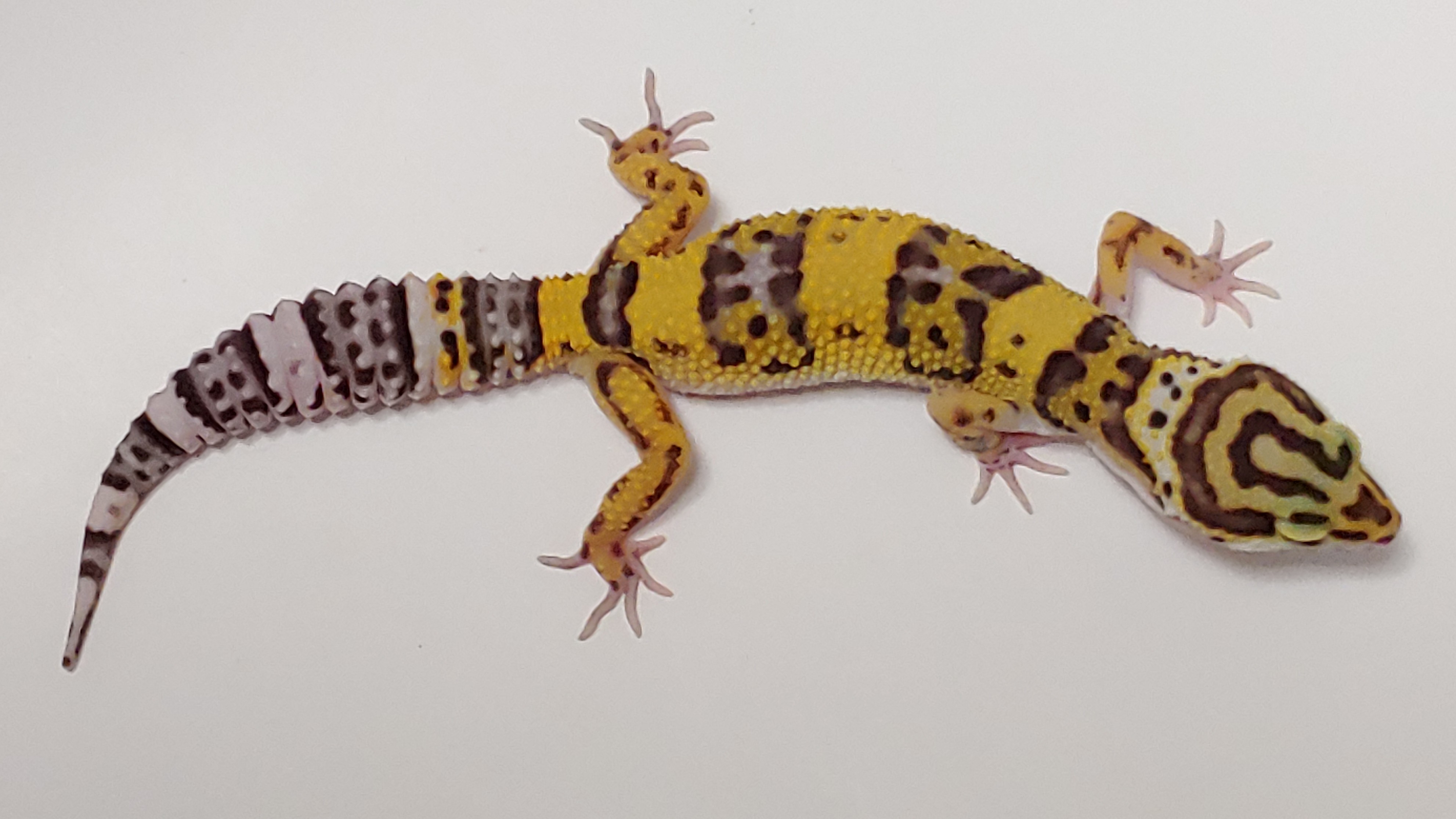 Bold Leopard Gecko by Alexander Lizards & eXotic Reptiles