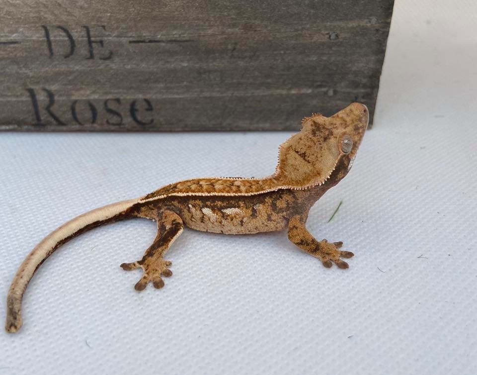 Possible Tricolor Crested Gecko by H&H Cresties