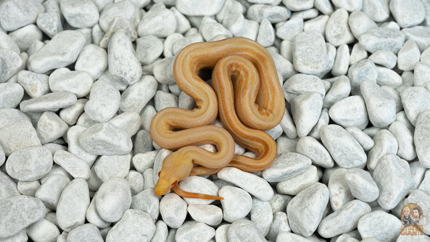 Sharp Albino BlackberryPanther Boa Constrictor by Little-big-giants