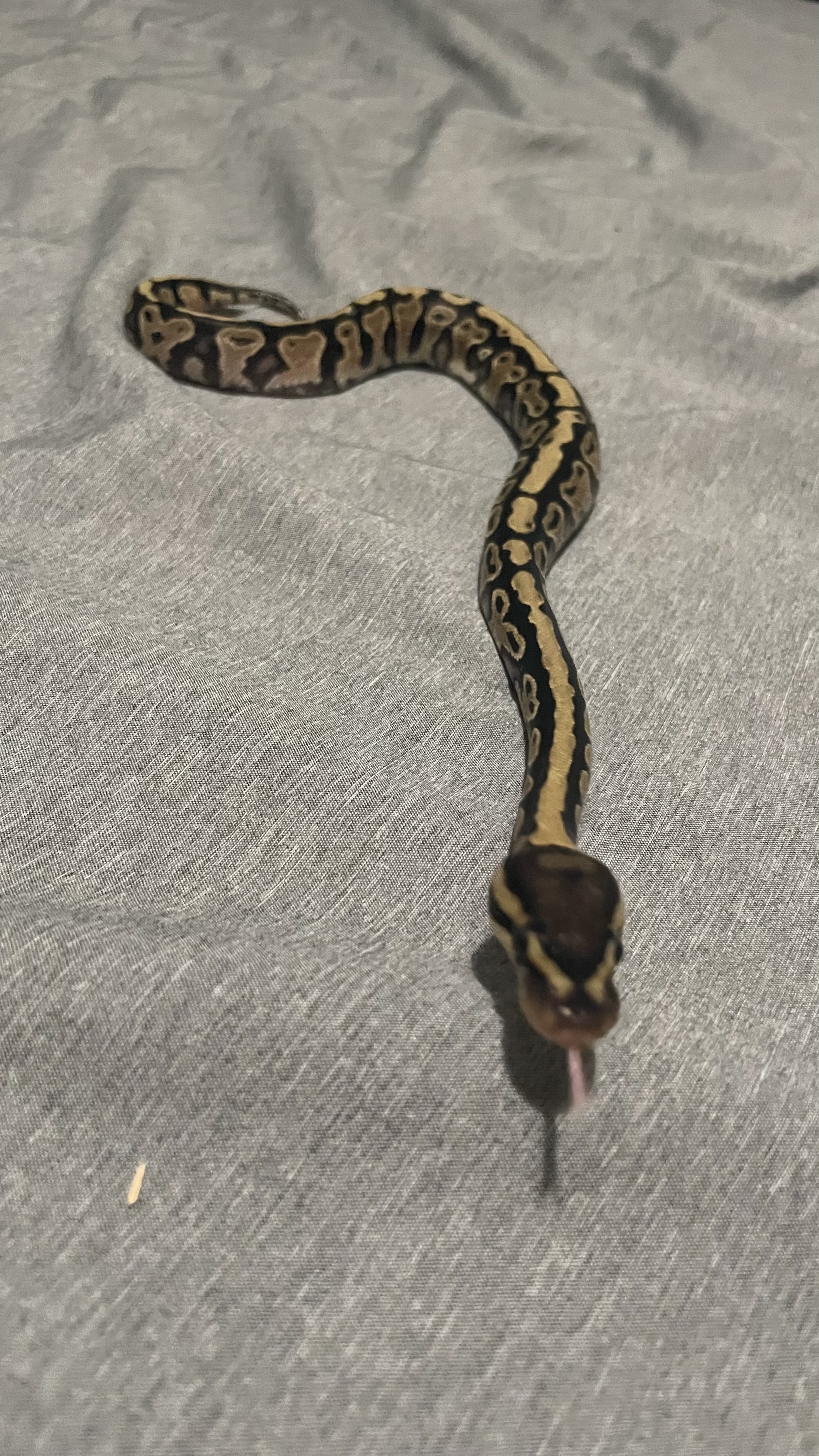 View of Children's Python Diet - Snake Care Guide