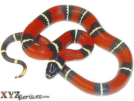 Normal Nelsons Milk Snake by XYZReptiles