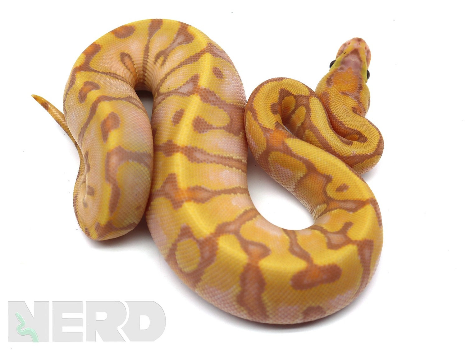 Coral Glow Hidden Gene Woma Granite Enchi Fader Odium Possible Het. Piebald Ball Python by New England Reptile Distributors