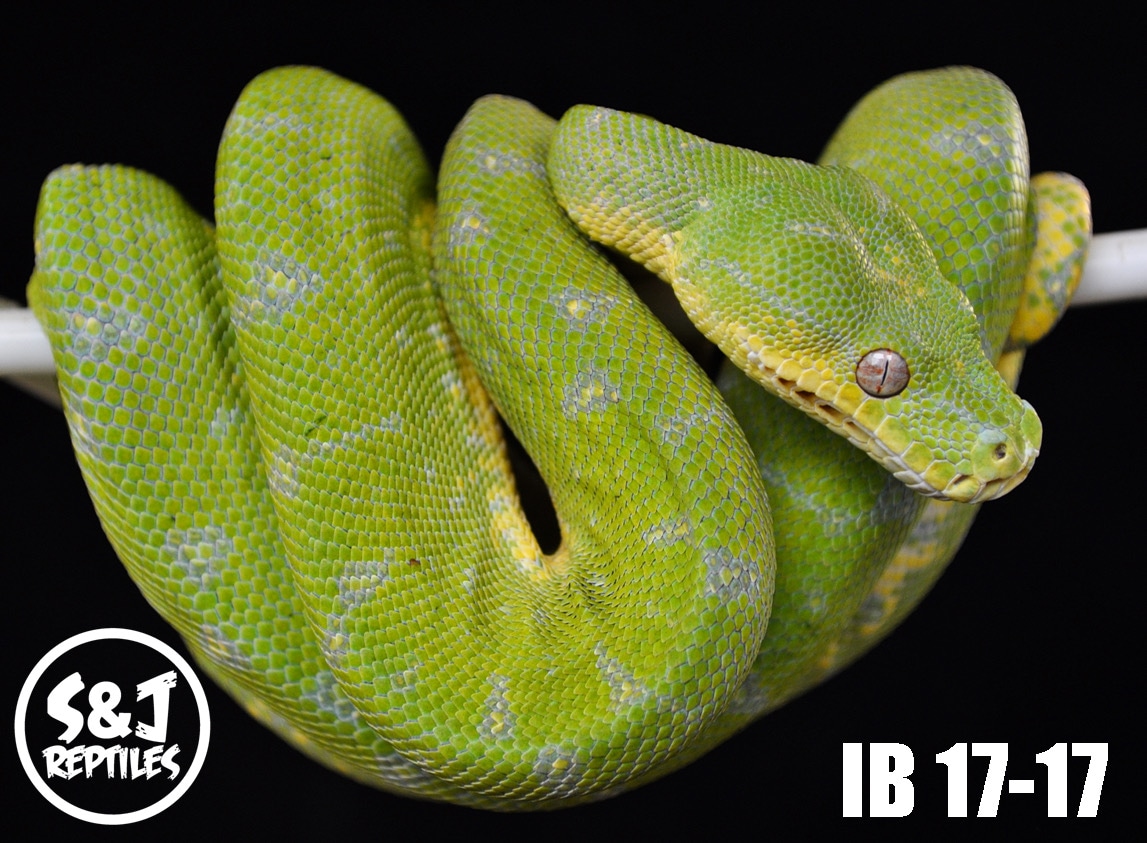 Wamena - Green Tree Python Traits - Morphpedia